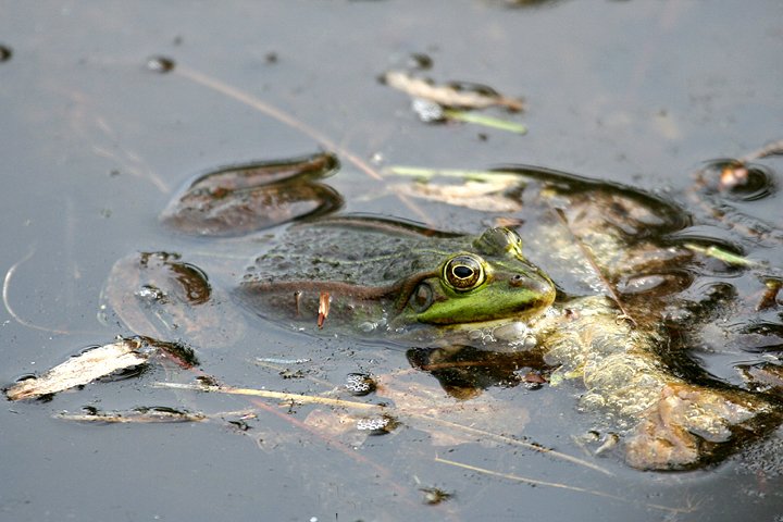 Groen froe IMG_5861.jpg - Grøn frø   (Pelophylax esculentus)    Edible Frog 