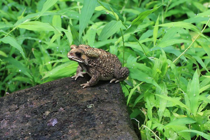 Sortpigget tudse IMG_8362.jpg - Sortpigget tudse    (Duttaphrynus melanostictus)  Asian common toad