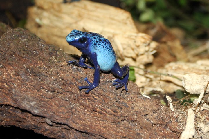 blaa giftfroe  IMG_6729.jpg - Blå giftfrø (Dendrobates azureus)   Blue poison dart frog