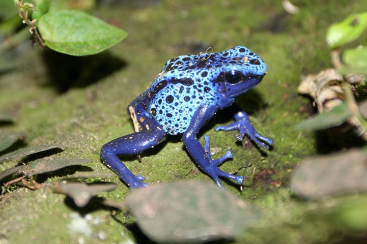 blaa giftfroe IMG_6707.jpg - Blå giftfrø (Dendrobates azureus)   Blue poison dart frog