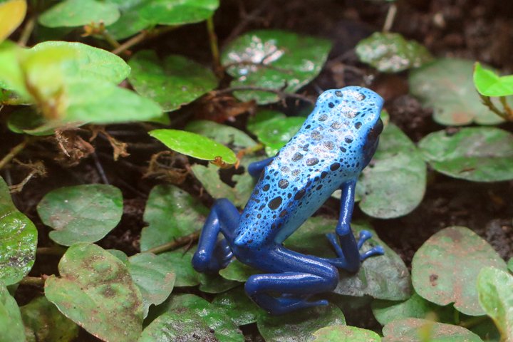 blae giftfroe IMG_0944.jpg - Blå giftfrø (Dendrobates azureus)                              Blue poison dart frog