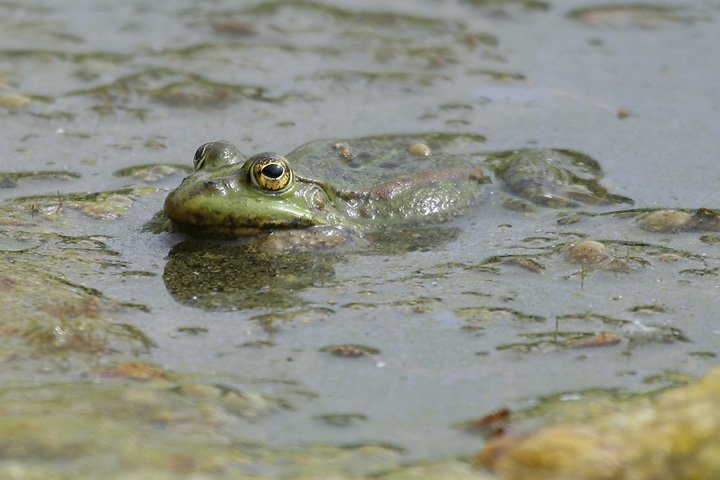 groen froe IMG_5853.jpg - Grøn frø   (Pelophylax esculentus)   Edible Frog 