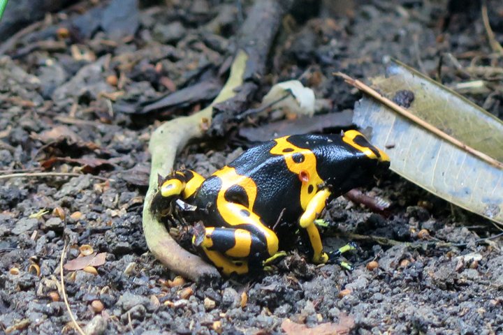 gulbandet giftfroe  IMG_0949.jpg - Gulbåndet giftfrø   ( Dendrobates leucomelas)                Yellow-banded poison dart frog                 