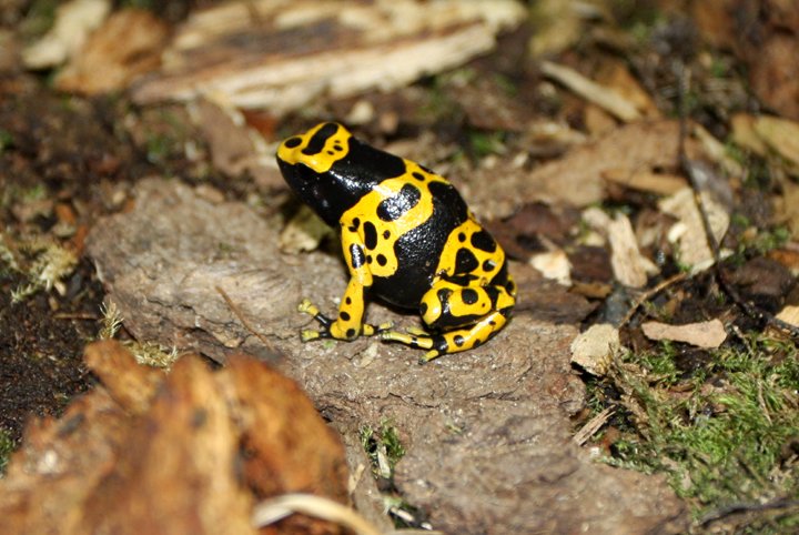 gulbandet giftfroe  IMG_6726.jpg - Gulbåndet giftfrø   ( Dendrobates leucomelas)        Yellow-banded poison dart frog   