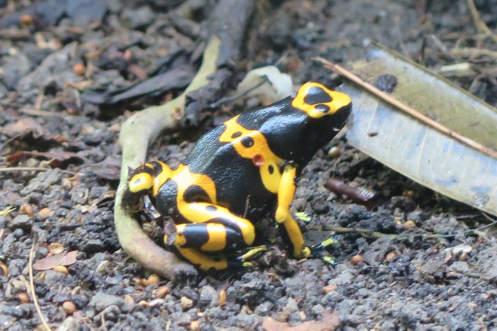 gulbandet giftfroe IMG_0948.jpg - Gulbåndet giftfrø   ( Dendrobates leucomelas)              Yellow-banded poison dart frog                   