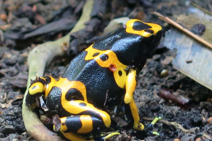 gulbandet giftfroe IMG_0951.jpg - Gulbåndet giftfrø   ( Dendrobates leucomelas)                           Yellow-banded poison dart frog   
