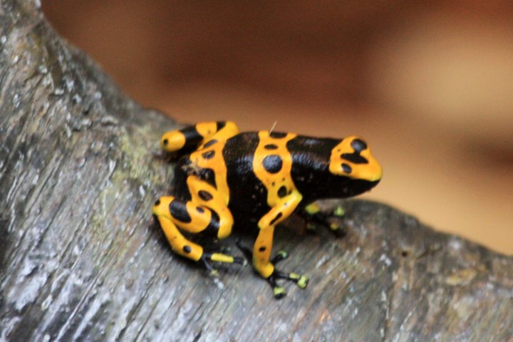gulbandet giftfroeeIMG_9886.jpg - Gulbåndet giftfrø   ( Dendrobates leucomelas)     Yellow-banded poison dart frog   