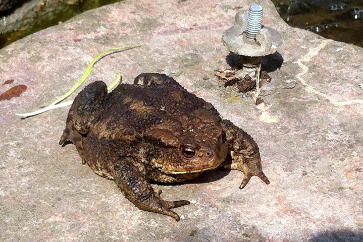 skrubtudse IMG_0040.jpg - Skrubtudse (Bufo bufo)         Common toad