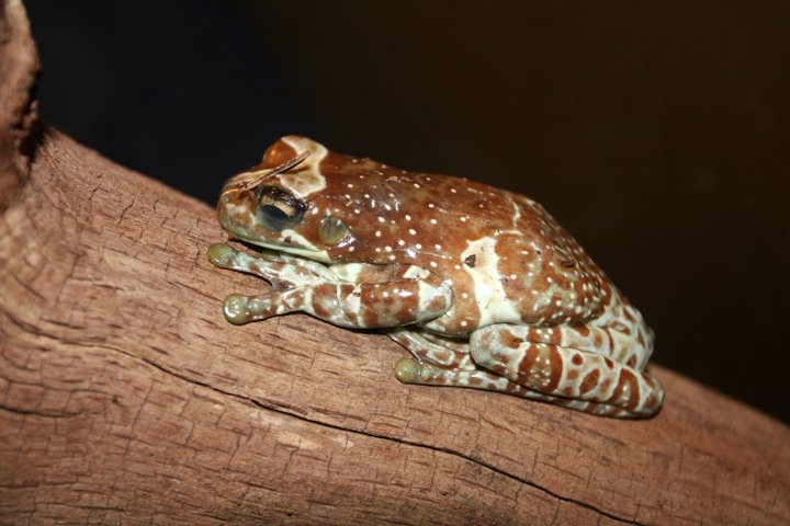 sydlig tuseloevfroe IMG_3270.jpg - Sydlig tudseløvfrø / Mælkefrø     (Phrynohyas resinifictrix)   Mission golden-eyed tree frog