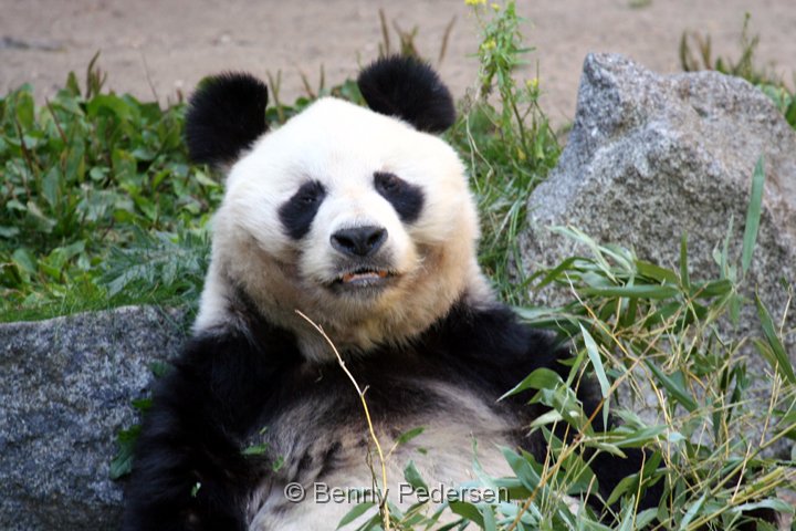 panda IMG_1595.jpg - Panda (Ailuropoda melanoleuca)  Zoo Berlin