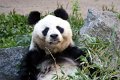 panda IMG_1595