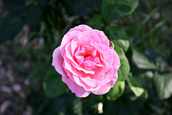 IMG_2421.jpg - Rose