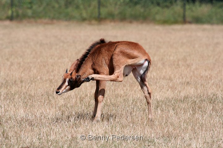 Sableantilope  IMG_0879.jpg - Sabelantilope (Hippotragus niger)