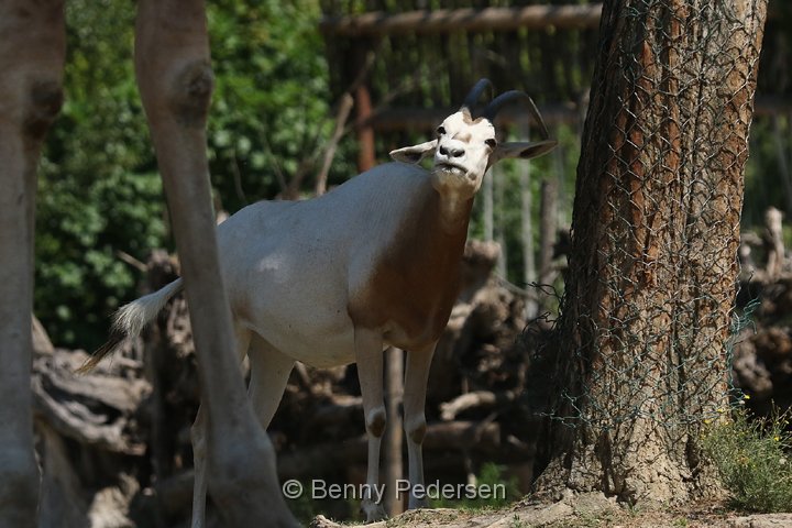 sabeloryx 250A4443.jpg - Sabeloryx  (Oryx dammah)