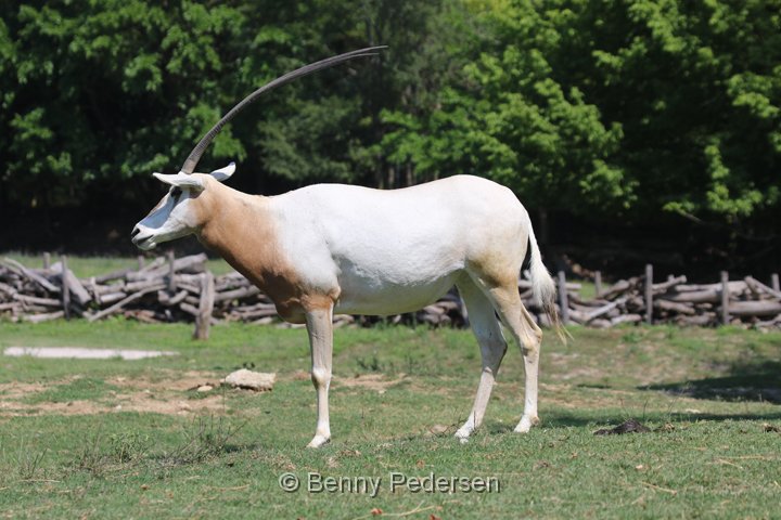 sabeloryx 250A4448.jpg - Sabeloryx  (Oryx dammah)