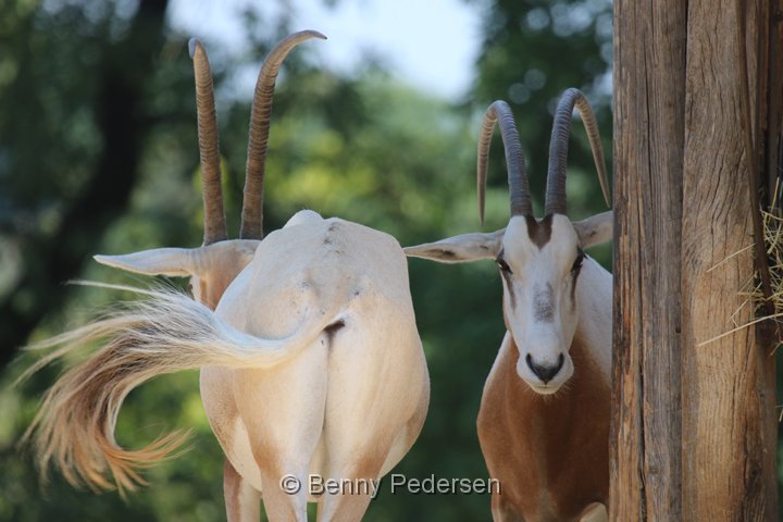 sabeloryx 250A4470.jpg - Sabeloryx  (Oryx dammah)