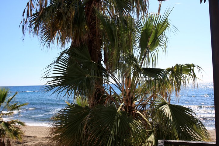 palme IMG_8464.jpg - Palme ved stranden Marbella