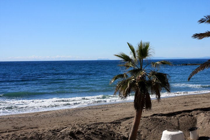 palme IMG_8466.jpg - Palme ved stranden Marbella 