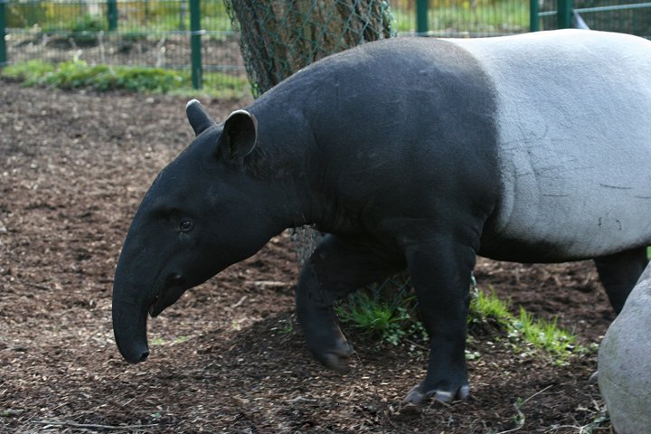 Tapir IMG_2816.jpg - Tapir (Tapirus bairdii)
