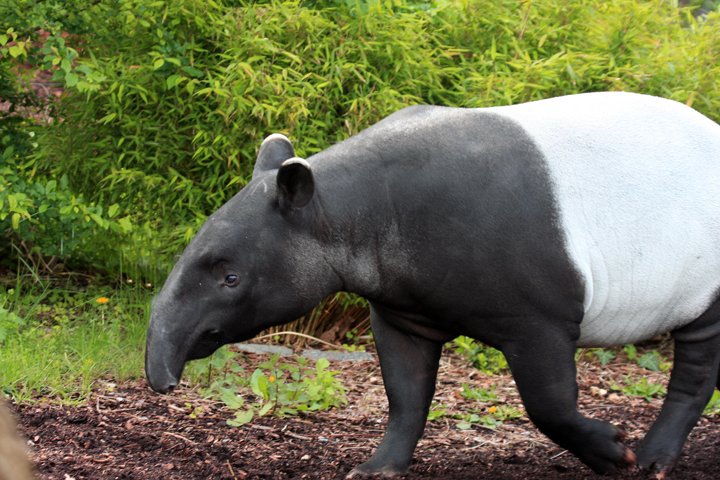 tapir IMG_2356.jpg - Tapir (Tapirus indicus)