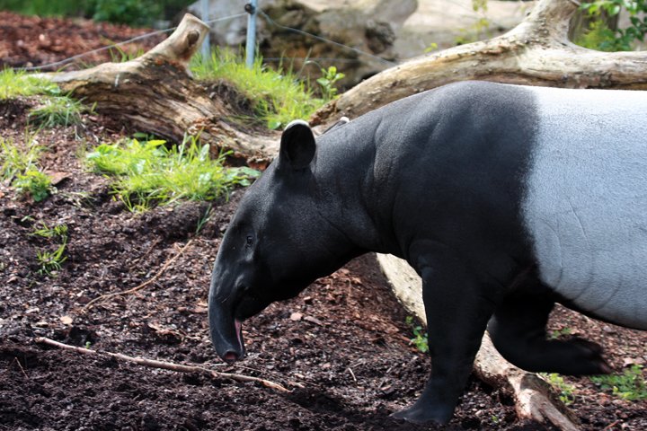 tapir IMG_2357.jpg - Tapir (Tapirus indicus)