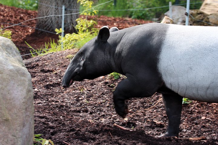 tapir IMG_2358.jpg - Tapir (Tapirus indicus)