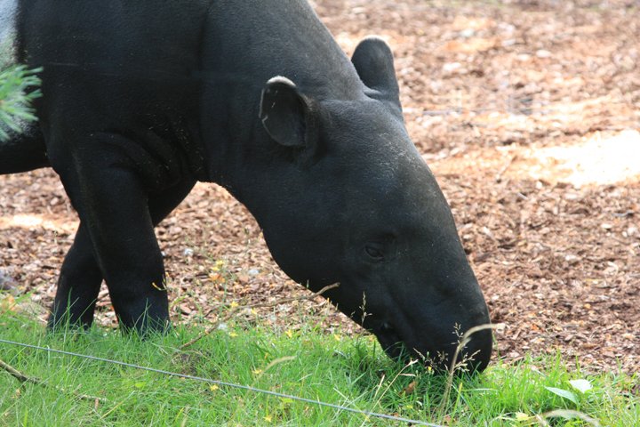 tapir IMG_5473.jpg - Tapir (Tapirus indicus)