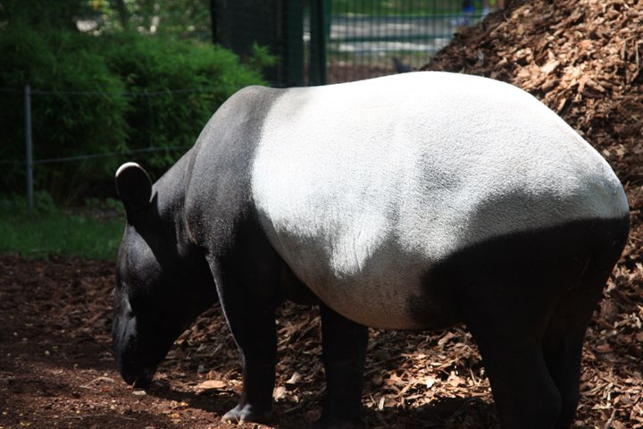 tapir IMG_5475.jpg - Tapir (Tapirus indicus)