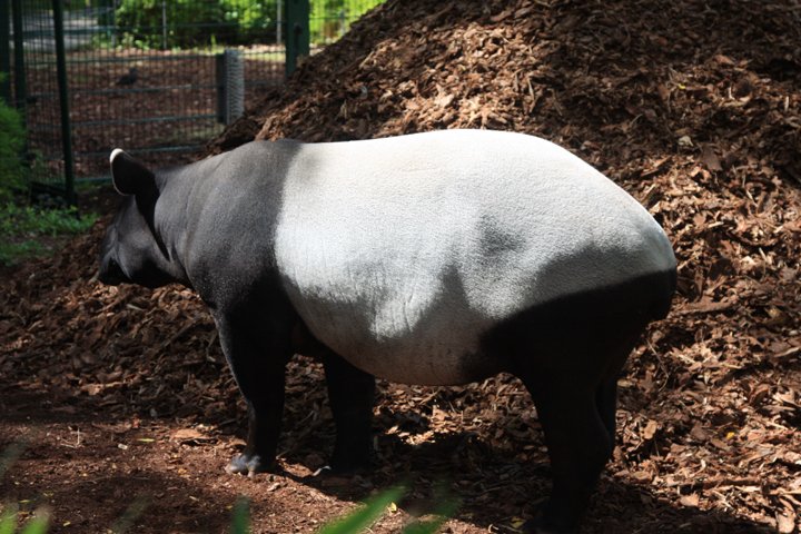tapir IMG_5479.jpg - Tapir (Tapirus indicus)