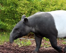 tapir IMG_2356