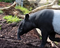 tapir IMG_2357