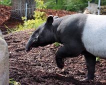 tapir IMG_2358