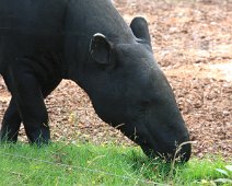 tapir IMG_5473