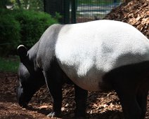 tapir IMG_5475
