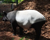 tapir IMG_5479