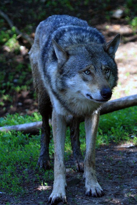 ulv IMG_5031.jpg - Ulv (Canis lupus)