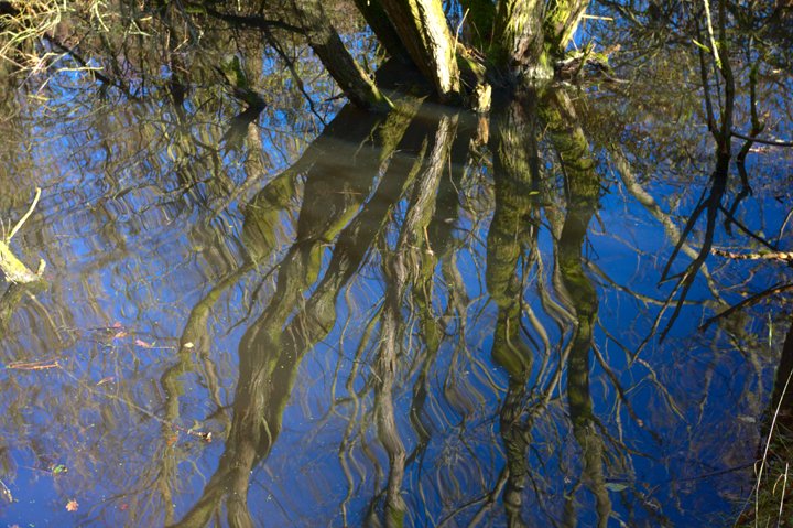 Trae spejl IMG_1999.jpg - Træer spejler sig i vand