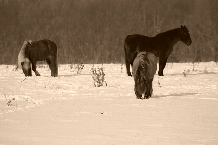 Heste IMG_2722.jpg - Ponyer i sne