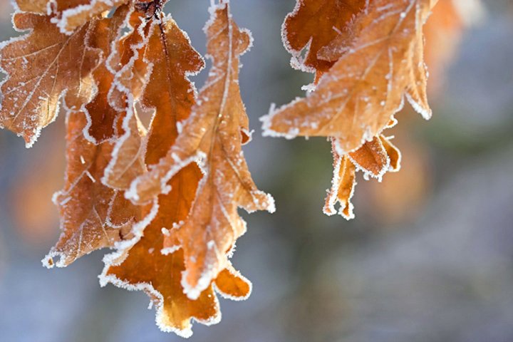 rimfrost paa eg IMG_7951-02.jpg - Rimfrost på egblade