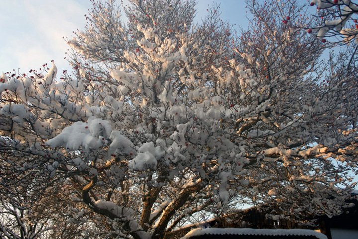 roede baer IMG_7822.jpg - Røde bær i sne