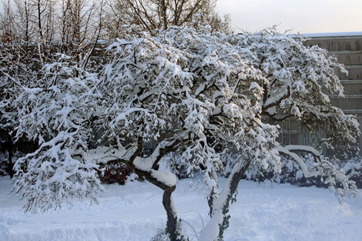 trae med sne IMG_7827.jpg - Træ med sne
