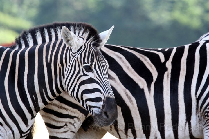 Zebra 1.jpg - Chapman's steppezebra (Equus burchelli chapmani)