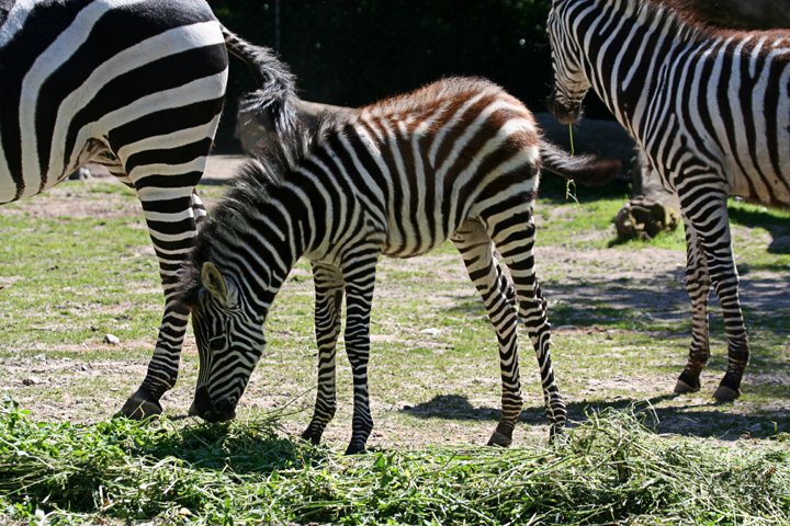Zebra 5.jpg - Grant’s Zebra  (Equus burchelli boehmi)  Zebra med føl
