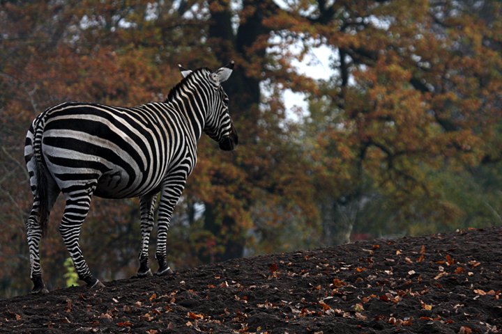 Zebra IMG_0569.jpg - Grant’s Zebra (Equus burchelli boehmi)