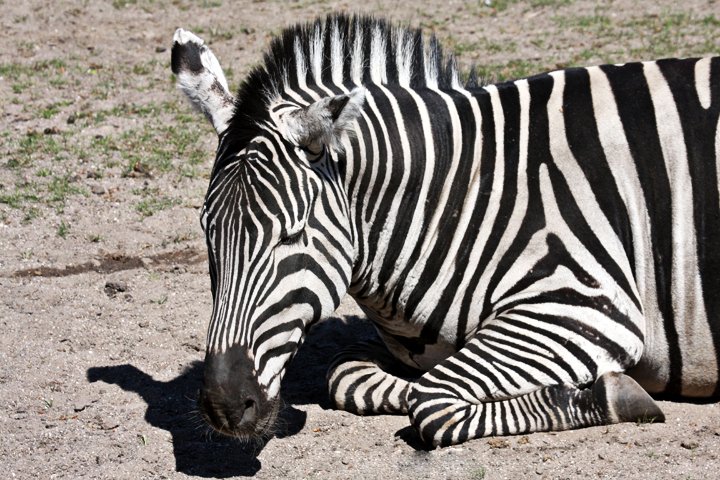 Zebra IMG_2153.jpg - Grant’s Zebra (Equus burchelli boehmi)