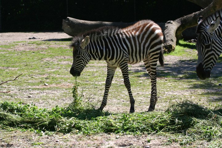 Zebra foel 1.jpg - Grant’s Zebra (Equus burchelli boehmi) Zebra føl
