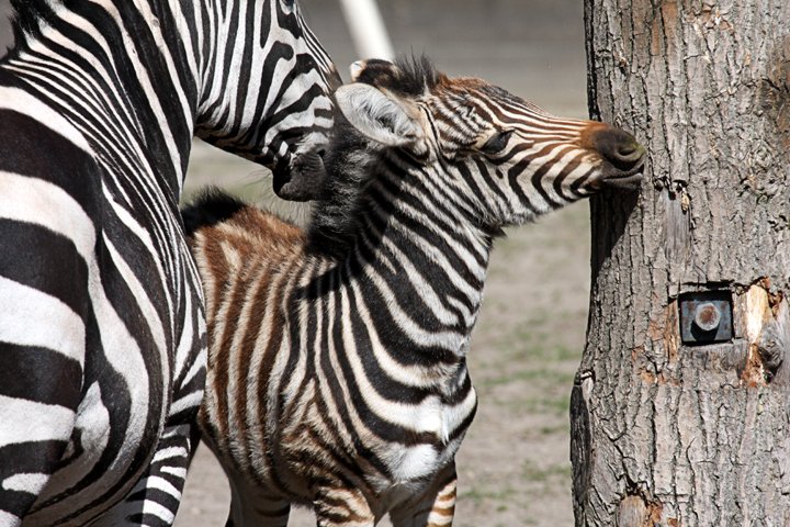 Zebra foel IMG_2157.jpg - Grant’s Zebra  (Equus burchelli boehmi)  Zebra med føl