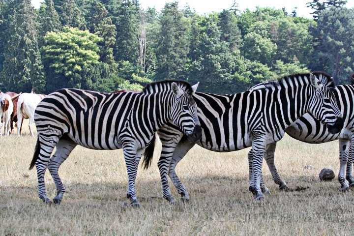 Zebra.jpg - Chapman's steppezebra (Equus burchelli chapmani)