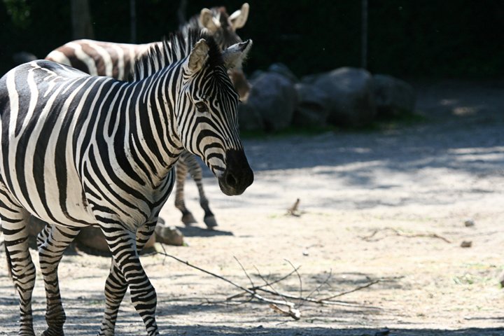 zebra IMG_0138.jpg - Grant’s Zebra (Equus burchelli boehmi)