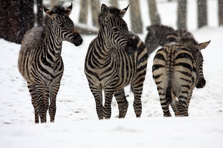 zebra IMG_8026.jpg - Grant’s Zebra (Equus burchelli boehmi)  i snevejr